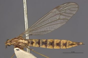 Media type: image;   Entomology 27288 Aspect: habitus dorsal view